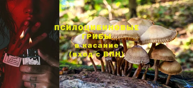 блэк спрут зеркало  где продают   Бобров  Галлюциногенные грибы Magic Shrooms 